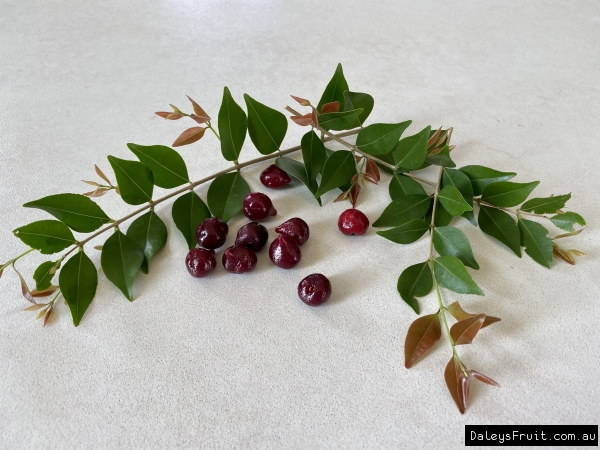 Jambo fruit showing the folliage and dark red fruit when they are ripe