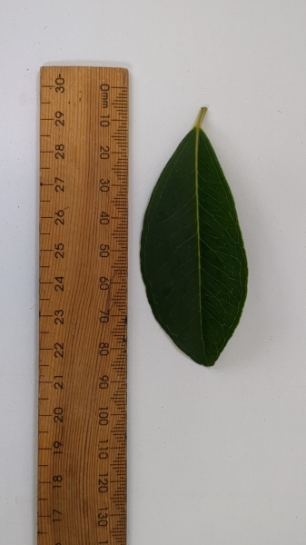 Leaf of the Jambolan Plum