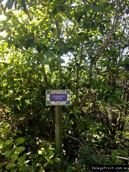 Jambolan Plums being grown at Tropical Fruit World in Australia