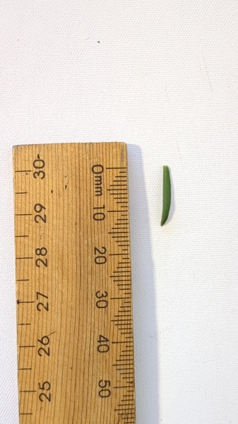 Leaf of the Jelly bush