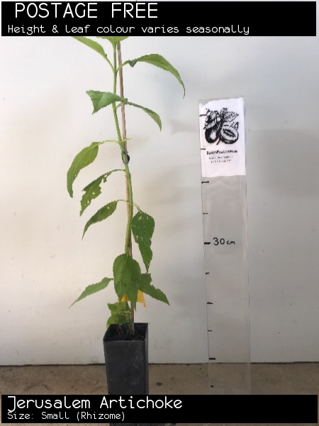 Jerusalem Artichoke For Sale (Size: Small) (Rhizome)