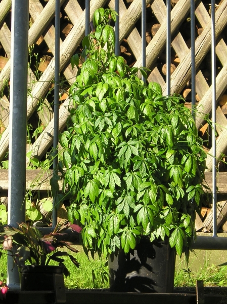 Jiaogulan (Gynostemma pentaphyllum)