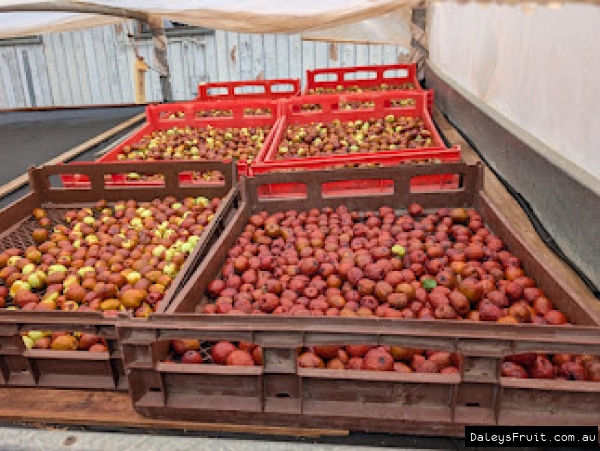 Drying racks full of Si Hong jujubes, Chinese red dates.