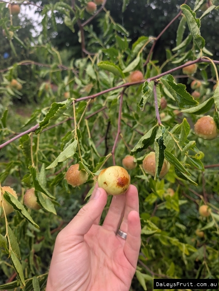 Pan Jujube. Gold Standard favourite variety of SA growers