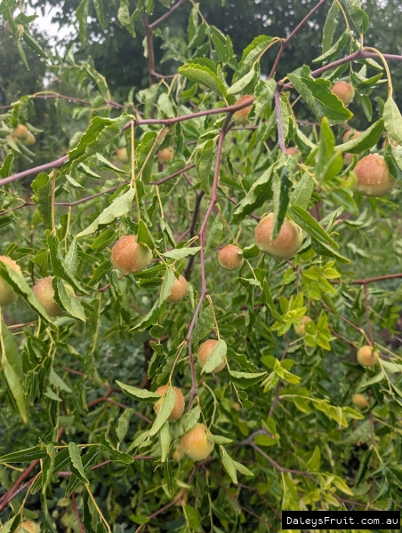 Pan Jujube. Gold Standard favourite variety of SA growers