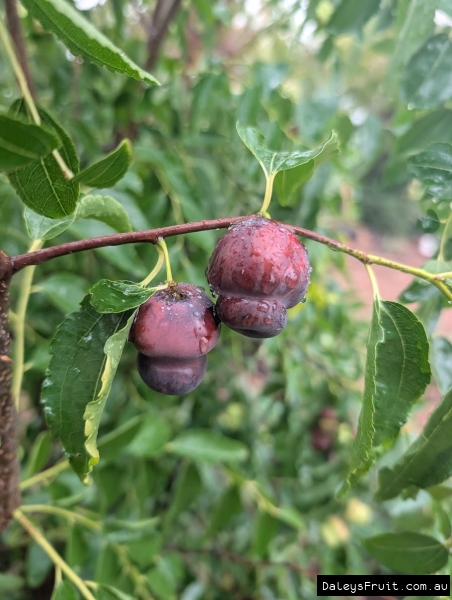 Millstone Jujube with doubled shape and deep colour in SA