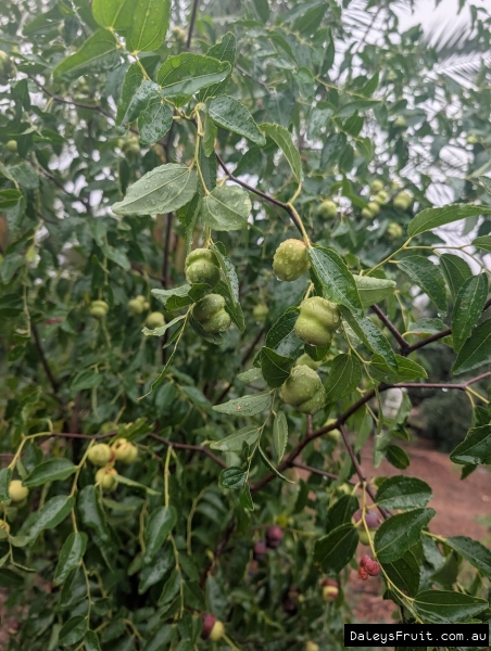 Millstone variety developing bubbled shape on green branches