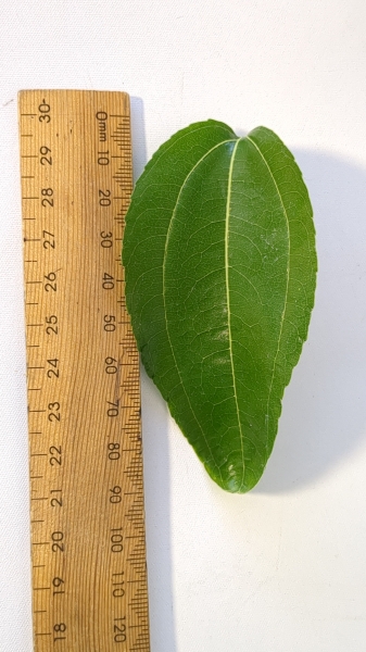 Leaf of the Jujube - Admiral Wilkes