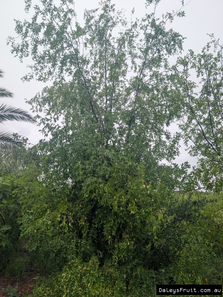 Admiral Wilkes Jujube growing vigorously in SA