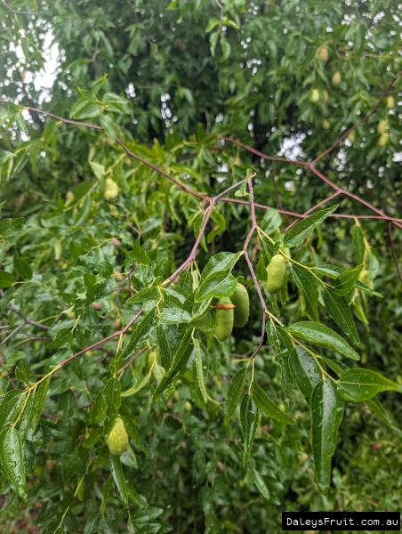 Admiral Wilks fruit developing on Jujube branch