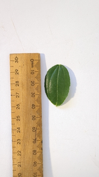 Leaf of the Jujube - Honey Jar
