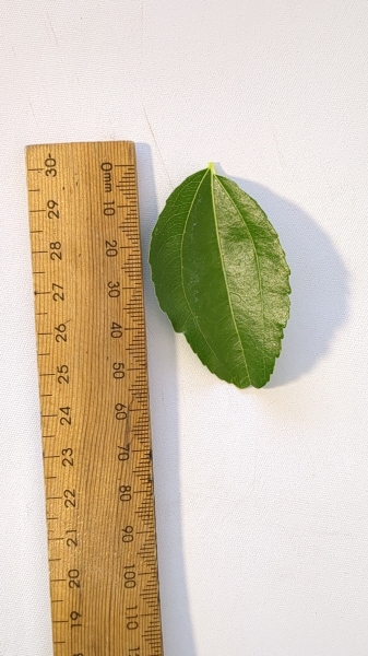 Leaf of the Jujube - Hulu