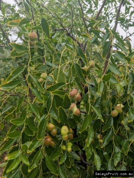 Hulu Jujube developing on branches in SA