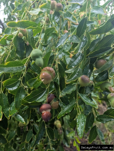Deep colour development on ripening Hulu Jujubes