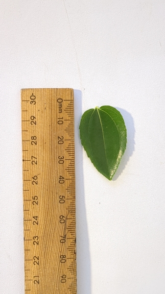 Leaf of the Jujube - Porterville