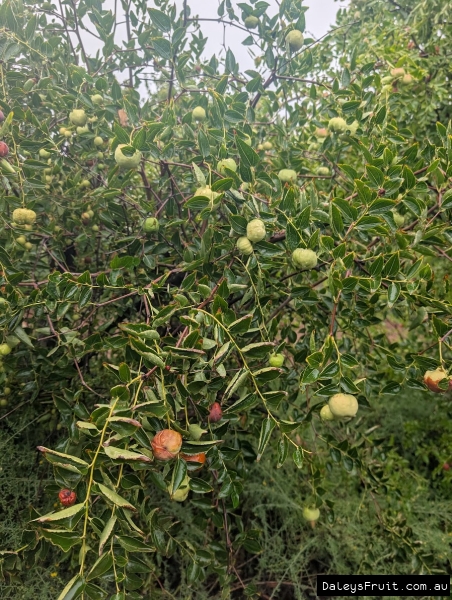 Porterville Jujubes ripening on vigorous branches in SA
