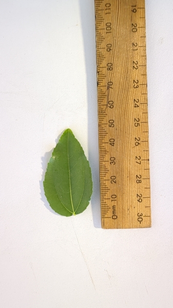 Leaf of the Jujube - Redlands