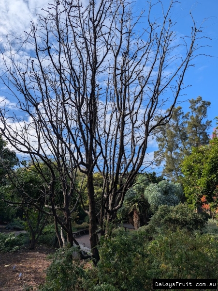 Jujube growing happily in Adelaide Botanic Gardens