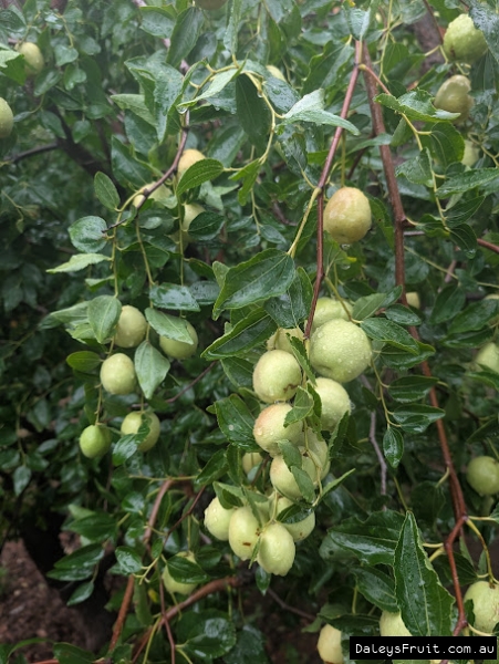 Drooping branches of ripening Shanxi Li jujubes