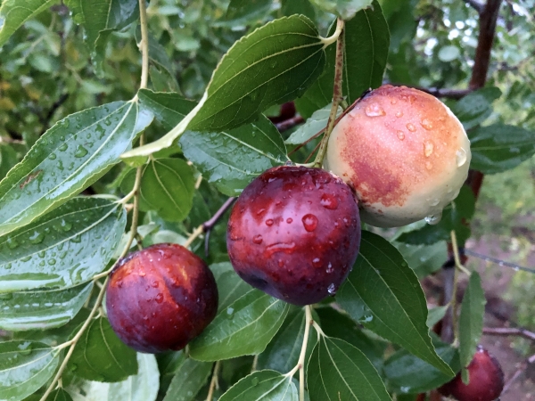 Shanxi Li jujube fruit growing and ripening on the fruit tree