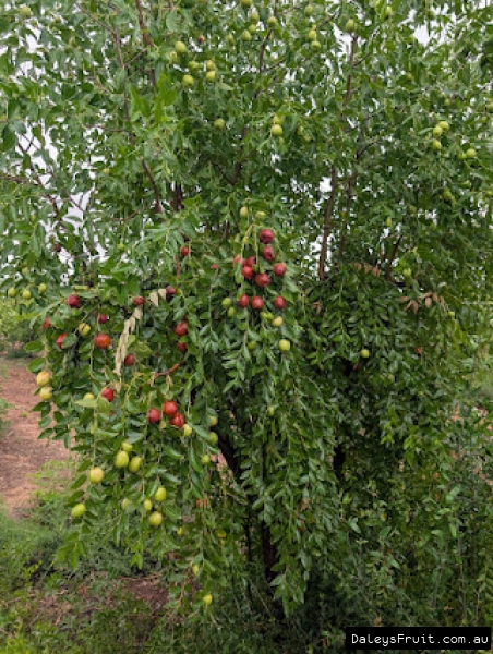 Sun loving Si Hong Jujube fully loaded with ripening fruit