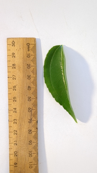 Leaf of the Jujube - Silverhill