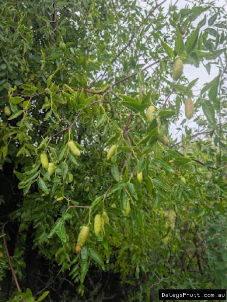 Elongated fruit ripening amidst healthy green leaves on a Silverhill Jujube