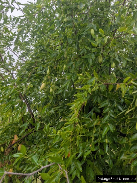 Elongated fruit ripening amidst healthy green leaves on a Silverhill Jujube