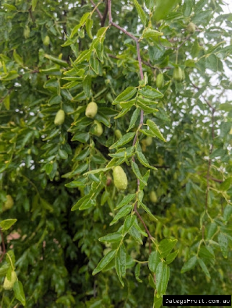 Elongated fruit ripening amidst healthy green leaves on a Silverhill Jujube
