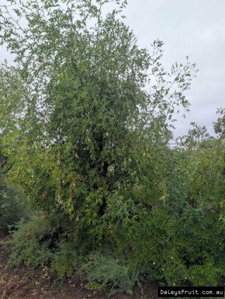 Elongated fruit ripening amidst healthy green leaves on a Silverhill Jujube
