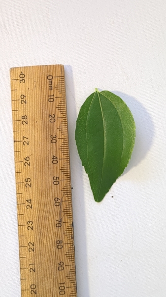 Leaf of the Jujube - Sugar Cane