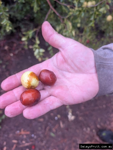 3 ripe sugarcane jujubes showing colour development indicating sweetness