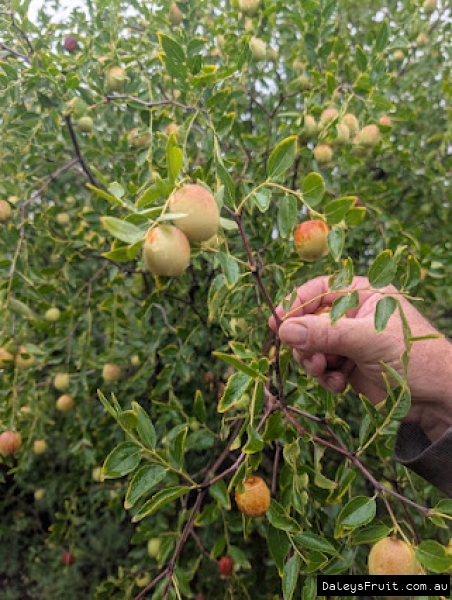 Round fruit ripening amidst healthy green leaves on a Sugarcane Jujube