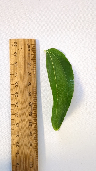 Leaf of the Jujube - Tiger GA866