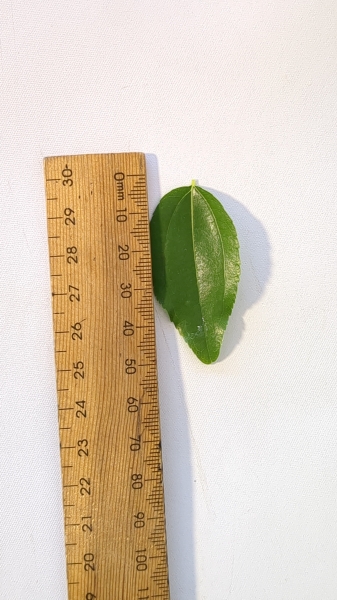 Leaf of the Jujube - Tiger Tooth Early