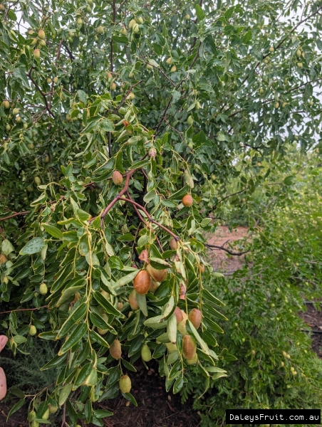 Early Tiger Jujube developing on green branches in South Australia
