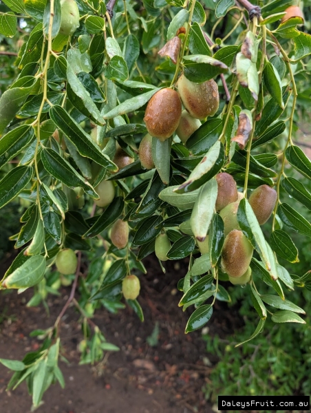 Early Tiger Jujube developing on green branches in South Australia