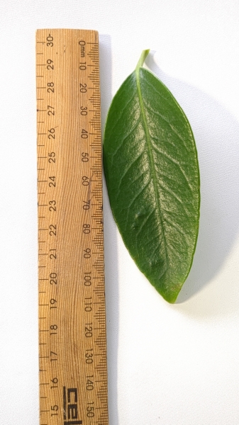 Leaf of the Kadsura