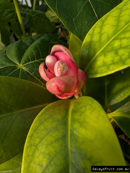 Kadsura flower opening on stock plant