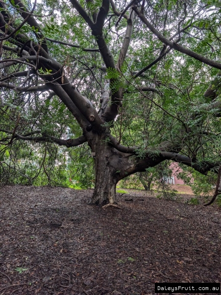 Kaffir Plum in Adelaide Botanic Gardens