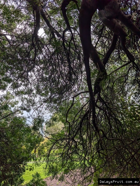 Kaffir Plum in Adelaide Botanic Gardens