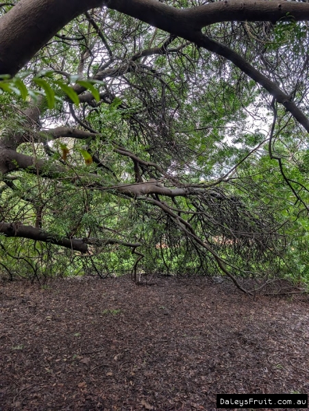 Kaffir Plum in Adelaide Botanic Gardens