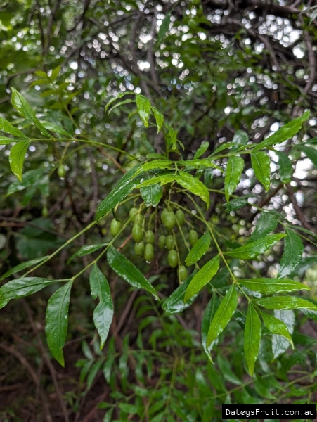 Kaffir Plum in Adelaide Botanic Gardens