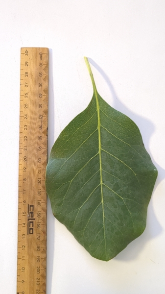 Leaf of the Kakadu Plum - Grafted