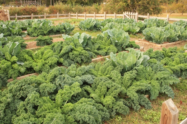 Kale - Perennial Spinach Plants (Brassica oleracea acephala)