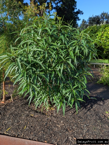 Kangaroo apple thriving in Adelaide Botanic Gardens