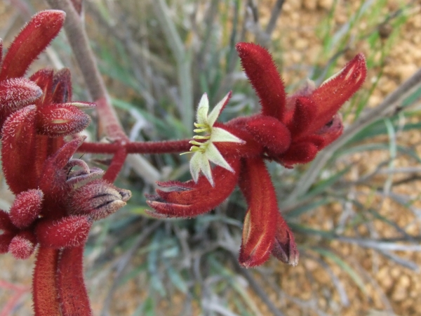 Red Kangaroo Paw