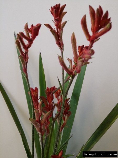 Bush Ballad kangaroo paw flowers