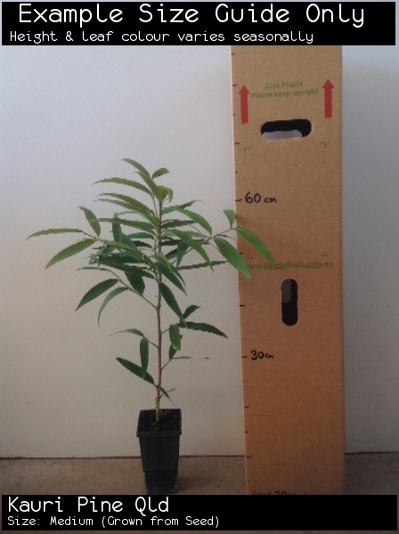 Kauri Pine Qld For Sale (Size: Medium) (Grown from Seed)