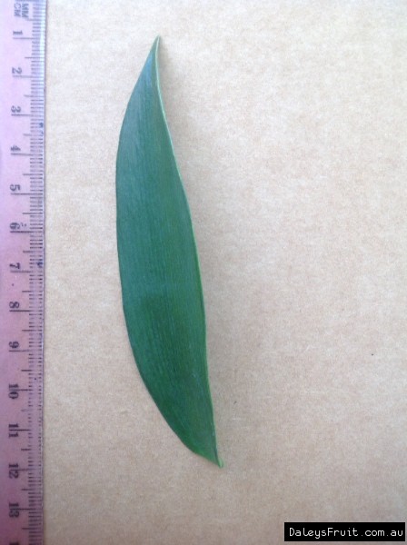 Leaf of the Kauri Pine Qld